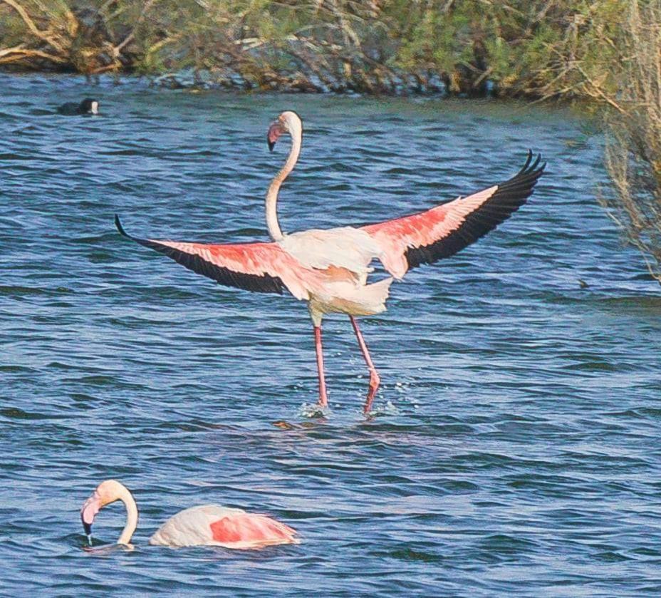Rincon Del Salar Lejlighed Playas de Vera Eksteriør billede